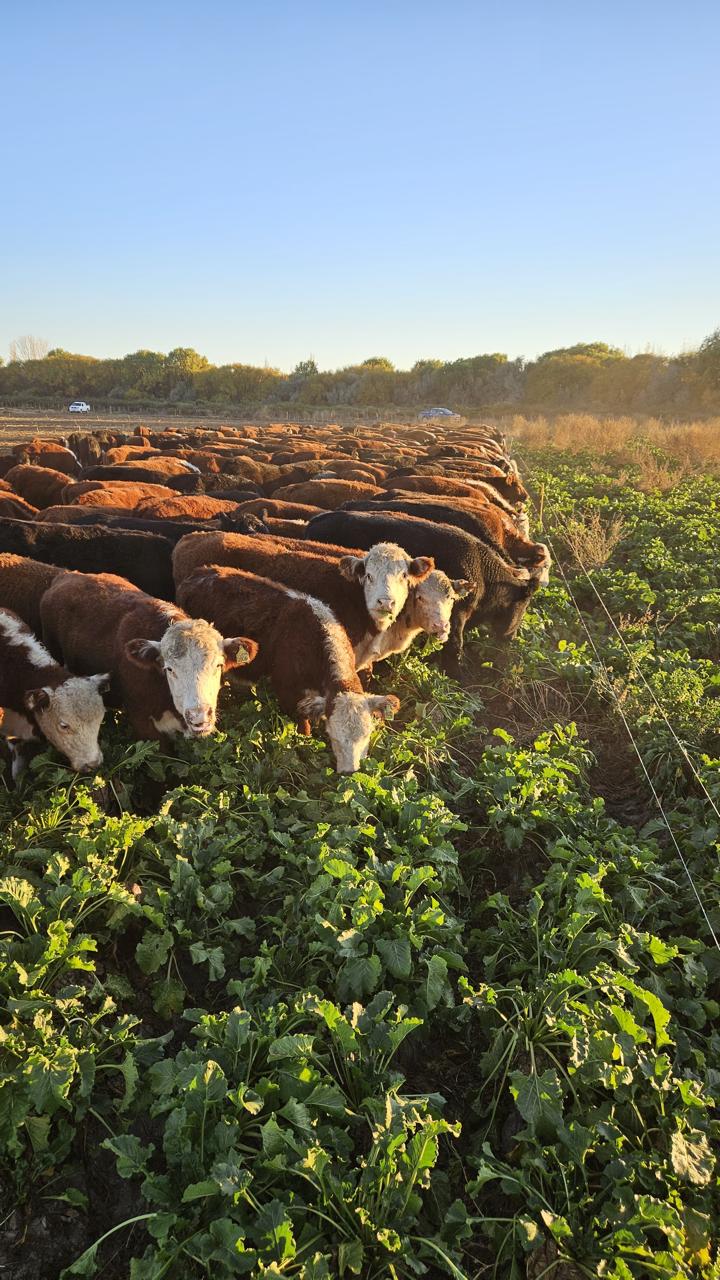 Campo 2